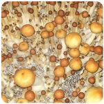 Псилоцибиновые (галлюциногенные)  грибы Psilocybin "Golden Teacher" в Ряжске