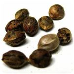 Семена марихуаны АК-47  (Seeds AK-47) в Ряжске